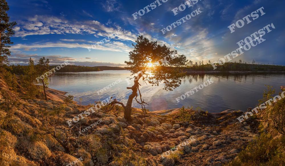 Фотография запечатлела живописный берег Ладожского озера в лучах заходящего солнца. Одинокая сосна на склоне создает эффектный силуэт на фоне золотистого неба. Каменистый берег, покрытый мхом и лишайником, подчеркивает суровую, но завораживающую красоту карельской природы. Воды Ладоги отражают теплые оттенки неба, добавляя картине спокойствия и гармонии.